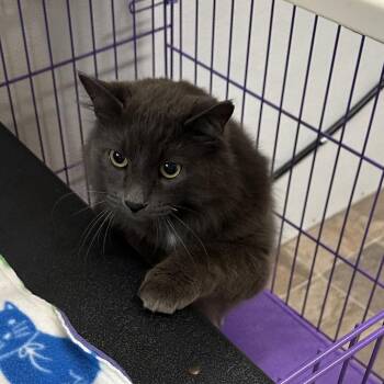 Skylar -  Domestic Long Hair Cat for Adoption in Priest River, Idaho - Skylar | PetCurious