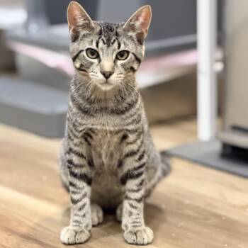 Hamilton -  American Shorthair Cat for Adoption in Wadena, Minnesota - Hamilton | PetCurious