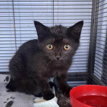 Ivy -  Domestic Medium Hair Cat for Adoption in Lenexa, Kansas - Ivy | PetCurious