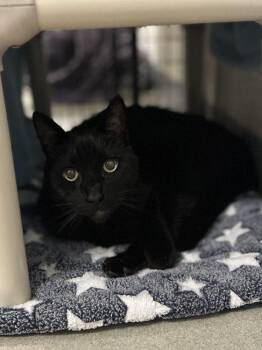 Felix -  Domestic Short Hair Cat for Adoption in Alexandria, Virginia - Felix | PetCurious