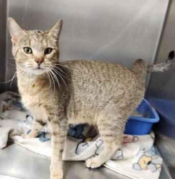 Rescue Domestic Short Hair Cats for Adoption in Butte, Montana - Jackie | PetCurious