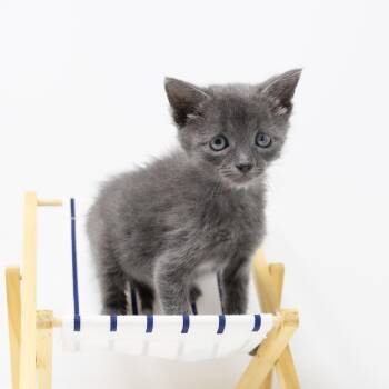 Domestic Short Hair Cats Available for Adoption in Trophy Club, Texas - Mike | PetCurious