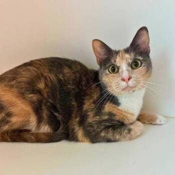 Miliani -  Domestic Short Hair Cat for Adoption in Gastonia, North Carolina - Miliani | PetCurious