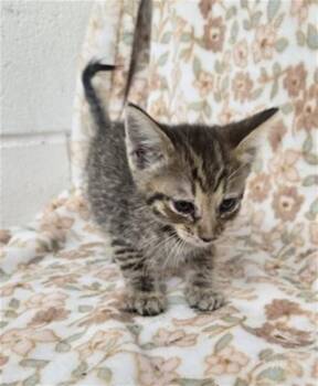 AVA -  Domestic Short Hair Cat for Adoption in San Bernardino, California - AVA | PetCurious