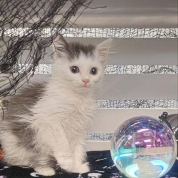 Falafel -  Domestic Short Hair Cat for Adoption in Lynchburg, Virginia - Falafel | PetCurious