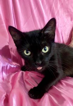 Rescue Domestic Short Hair Cats for Adoption in Rowland Heights, California - DUTCHESS | PetCurious