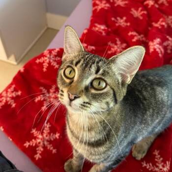 Ramona -  Domestic Short Hair Cat for Adoption in Fenton, Michigan - Ramona | PetCurious