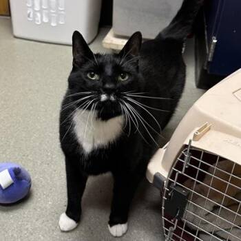 Carl -  Domestic Short Hair Cat for Adoption in Merriam, Kansas - Carl | PetCurious