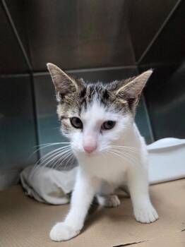 Annie Lee (TAS) -  Domestic Short Hair Cat for Adoption in Trenton, New Jersey - Annie Lee (TAS) | PetCurious