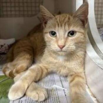 Domestic Short Hair Cats Available for Adoption - Dorito | PetCurious