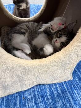Tooter -  Domestic Short Hair Cat for Adoption in Broomall, Pennsylvania - Tooter | PetCurious