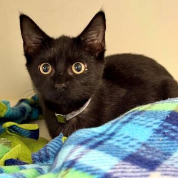 Charming -  Domestic Short Hair Cat for Adoption in Hawthorne, California - Charming | PetCurious