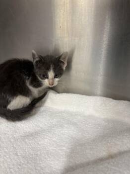 Jim Boy Calloway -  Domestic Short Hair Cat for Adoption in Bellevue, Washington - Jim Boy Calloway | PetCurious