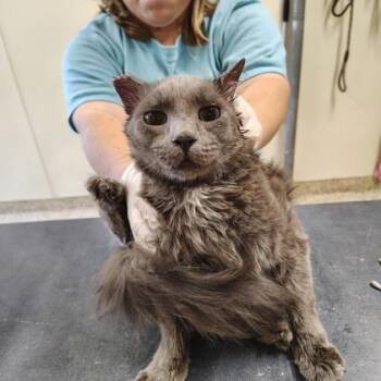 Jetty -  Domestic Short Hair Cat for Adoption - Jetty | PetCurious