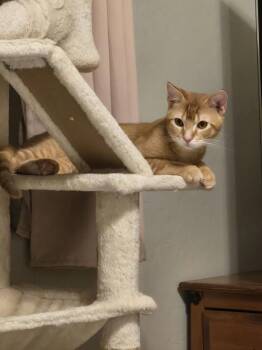 Rescue Tabby Cats for Adoption in Chandler, Arizona - Alfie Purrington | PetCurious