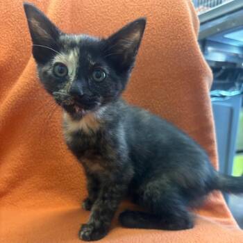 Domestic Short Hair Cats Available for Adoption in Belleville, Illinois - Polly | PetCurious