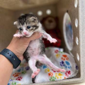 Rescue Domestic Short Hair Cats for Adoption in Bastrop, Texas - Libby 25-05-056 | PetCurious