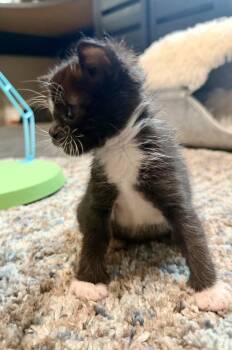 Kaida Kuma -  Domestic Short Hair Cat Available for Adoption in Galt, California - Kaida Kuma | PetCurious
