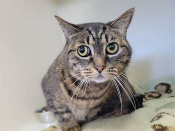Domestic Short Hair Cats Available for Adoption in Mckinleyville, California - MIA | PetCurious