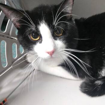 Ginkgo -  Domestic Short Hair Cat for Adoption in San Jacinto, California - Ginkgo | PetCurious