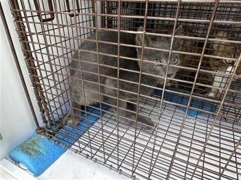 A658458 -  Domestic Short Hair Cat for Adoption in Houston, Texas - A658458 | PetCurious