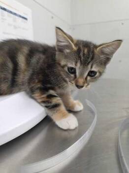 Lauryn Hill -  Domestic Short Hair Cat for Adoption in Sevierville, Tennessee - Lauryn Hill | PetCurious