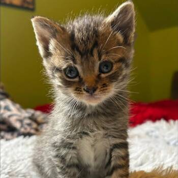Teddy -  Domestic Short Hair Cat for Adoption in Johnson City, Tennessee - Teddy | PetCurious
