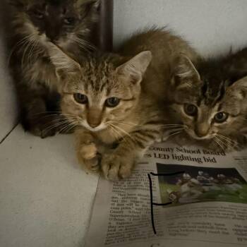 Sweetie -  Domestic Short Hair Cat for Adoption in New York, New York - Sweetie | PetCurious