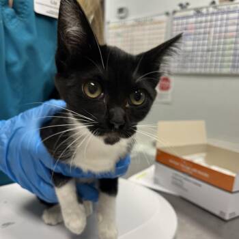 Gennifer -  Domestic Short Hair Cat for Adoption in Durango, Colorado - Gennifer | PetCurious