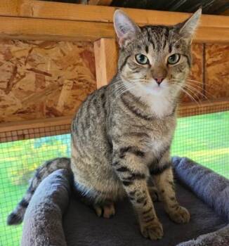 Spud The Stud -  Domestic Short Hair Cat for Adoption in Winnipeg, Manitoba - Spud The Stud | PetCurious