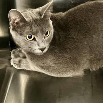 Domestic Short Hair Cats Available for Adoption in Port Charlotte, Florida - Bellatrix | PetCurious