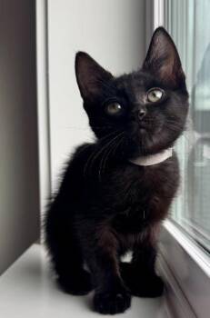 Domestic Short Hair Cats Available for Adoption in Seattle, Washington - Sumo | PetCurious