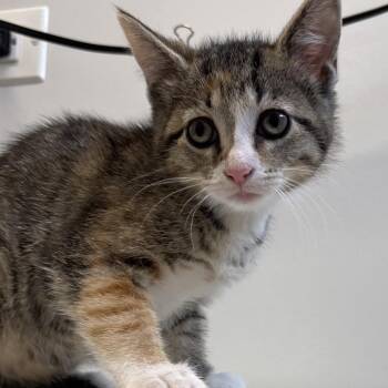 Apollo -  Domestic Short Hair Cat for Adoption in Naperville, Illinois - Apollo | PetCurious