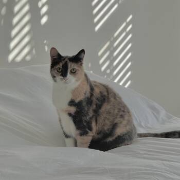 Callie -  Calico Cat for Adoption in Nashville, Tennessee - Callie | PetCurious