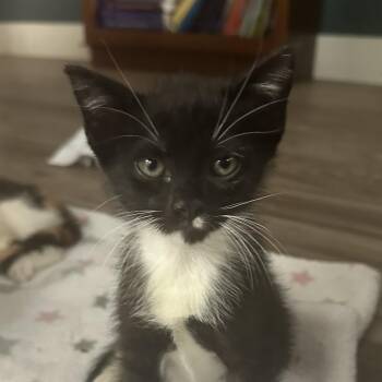 Domestic Short Hair Cats Available for Adoption in Austin, Texas - Moe | PetCurious