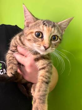 Octavia -  Domestic Short Hair Cat for Adoption in Delson, Quebec - Octavia | PetCurious