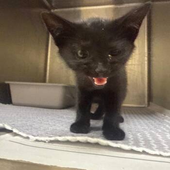 Strawberry -  Domestic Short Hair Cat for Adoption in Winston-salem, North Carolina - Strawberry | PetCurious