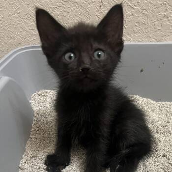Onyx -  Domestic Short Hair Cat for Adoption in Houston, Texas - Onyx | PetCurious
