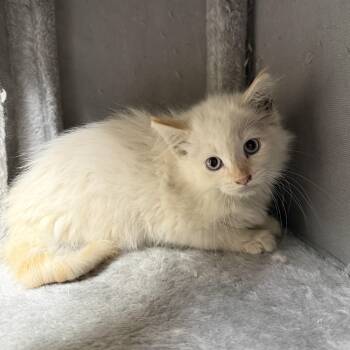 Baron -  Domestic Medium Hair Cat for Adoption in Oconto, Wisconsin - Baron | PetCurious