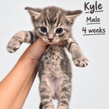 Kyle -  Domestic Short Hair Cat for Adoption in Tampa, Florida - Kyle | PetCurious