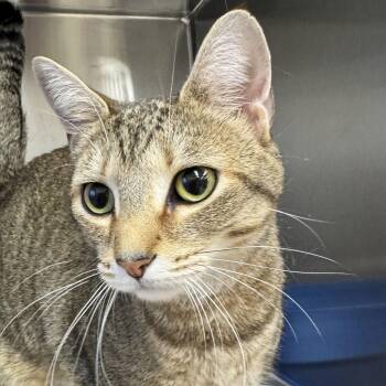 Domestic Short Hair Cats Available for Adoption - Honey | PetCurious