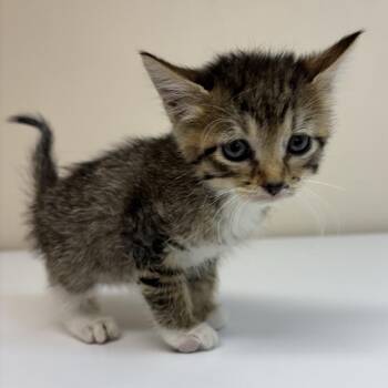 Desire -  Domestic Short Hair Cat for Adoption in Kanab, Utah - Desire | PetCurious