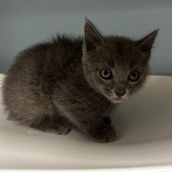 Ketchup -  Domestic Short Hair Cat for Adoption in Chattanooga, Tennessee - Ketchup | PetCurious