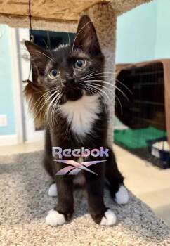 Rescue Domestic Medium Hair Cats for Adoption in Sunrise, Florida - Reebok | PetCurious