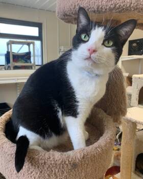 Rescue Domestic Short Hair Cats for Adoption in Fremont, Ohio - Dexter | PetCurious