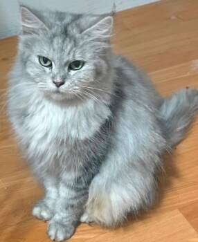 Eliza -  Persian Cat for Adoption in Snow Hill, Maryland - Eliza | PetCurious