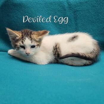 Deviled Egg -  Domestic Short Hair Cat for Adoption in Parkersburg, West Virginia - Deviled Egg | PetCurious