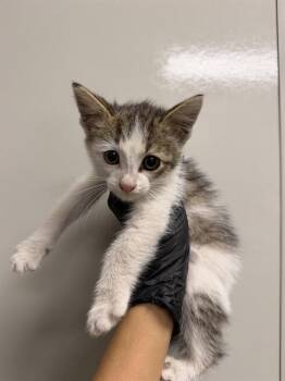 Domestic Short Hair Cats Available for Adoption in Ontario, California - TUBBY | PetCurious