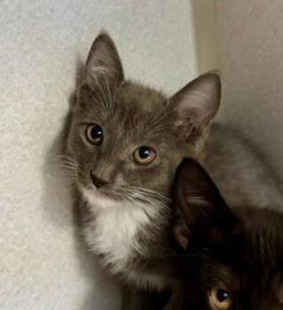 Juliet -  Domestic Short Hair Cat for Adoption in Winter Haven, Florida - Juliet | PetCurious