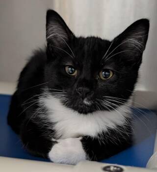 Radio Shack -  Domestic Short Hair Cat for Adoption in Seattle, Washington - Radio Shack | PetCurious